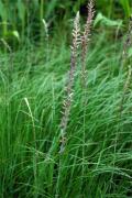 Anemarrhena asphodeloides. MTC